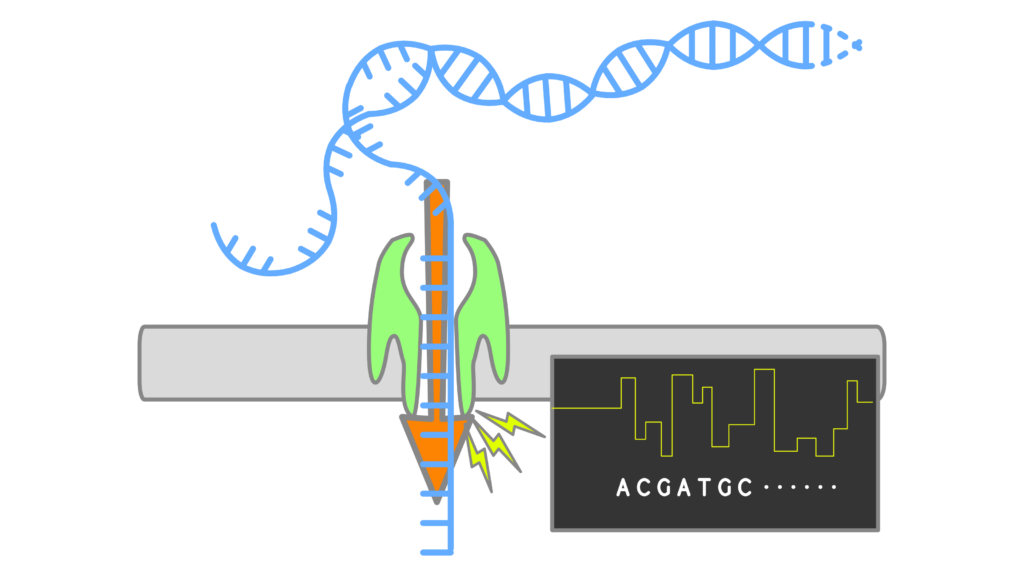 Nanopore Sequencing