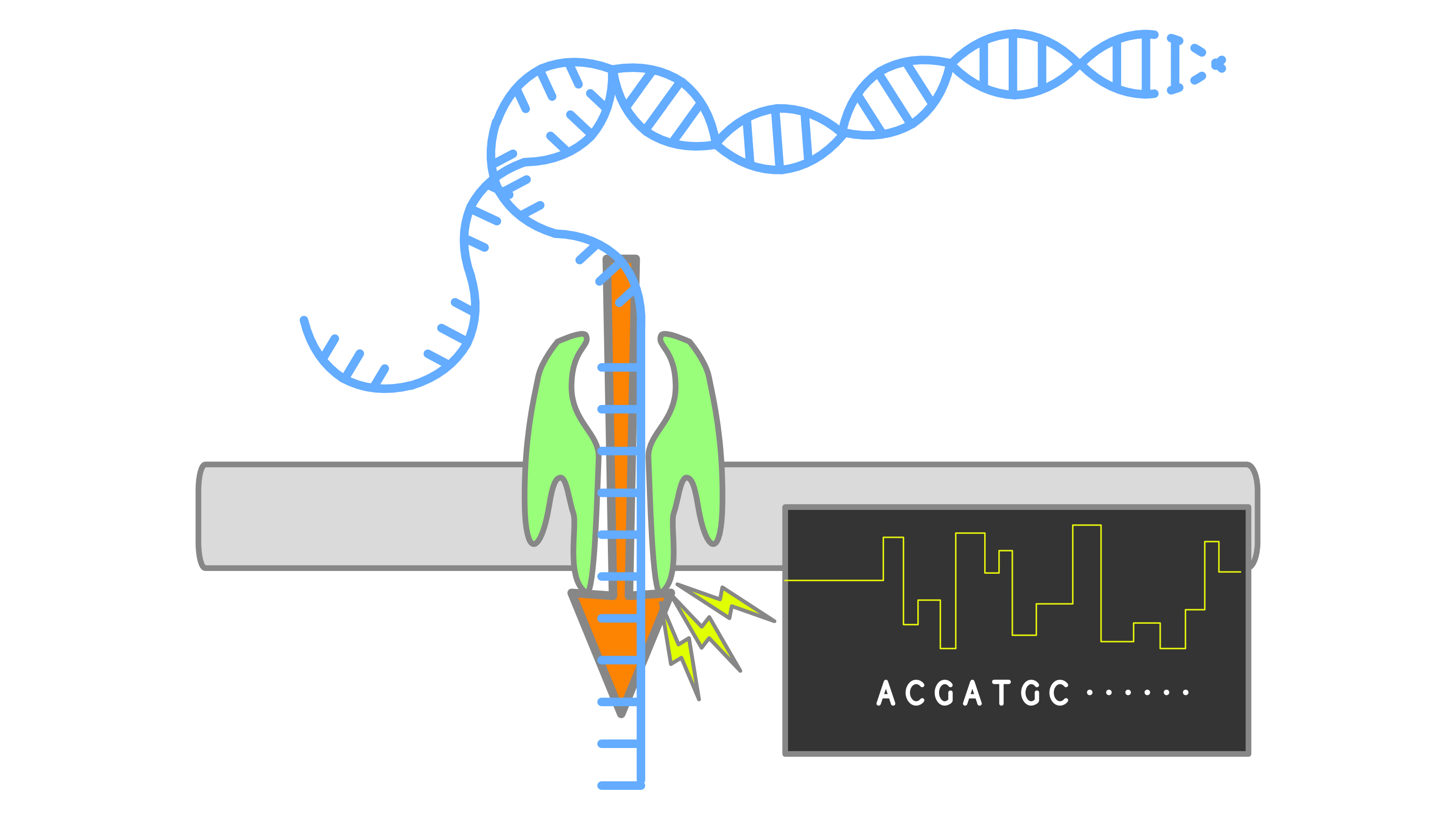 Nanopore Sequencing