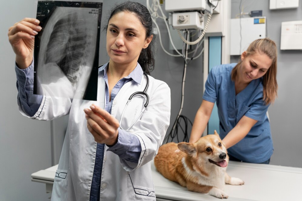 Veterinary Imaging